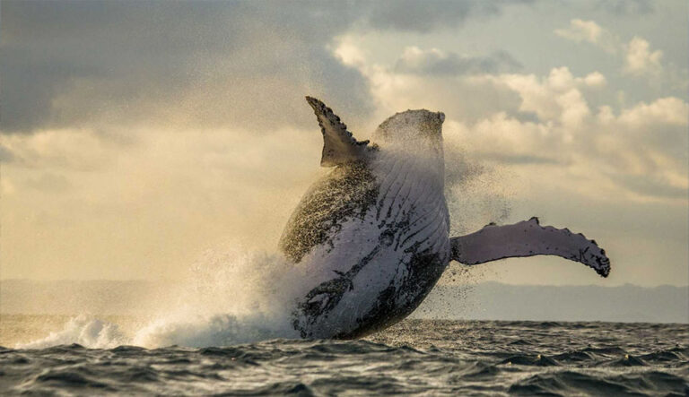 safarie baleine sainte- marie